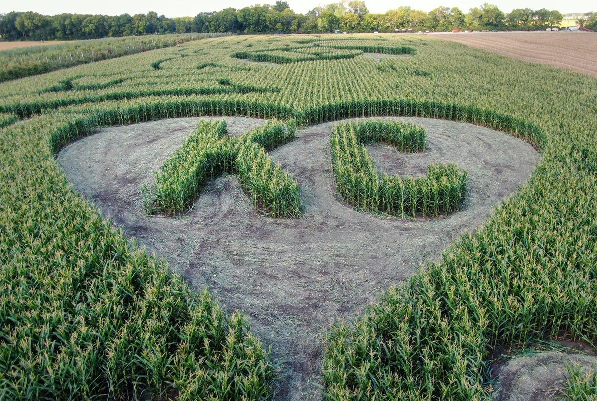 A section of a corn maze cut by Rob Stouffer of Precision Mazes of Lee’s Summit features a heart and KC, as part of the design which is a tribute to the Kansas City Chiefs. The maze is located at Johnson Farms Plants and Pumpkins in Belton, Missouri.