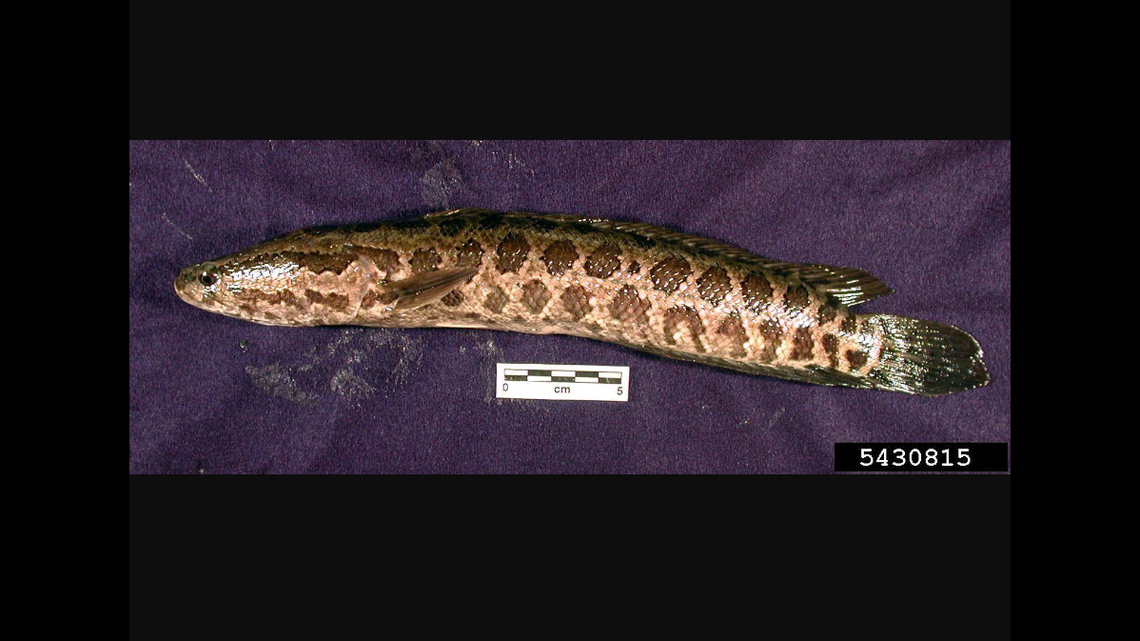 A northern snakehead fish was spotted in Missouri for the second ever time. The species is considered invasive.