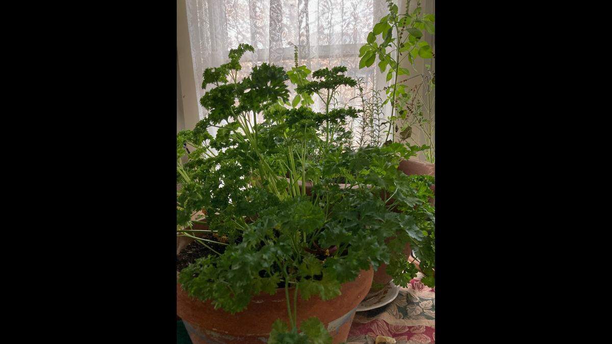 Room temperatures of up to 70 degrees in the day and down to 55 degrees at the night will be hospitable to most types of herbs.