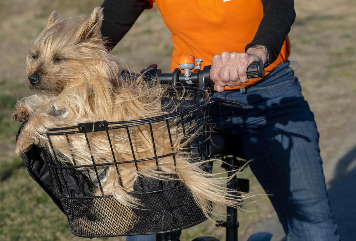 It was a blustery ride for Billy, a Cairn Terrier, who rode with his owner, Anita Shearman of Overland Park, around Meadowbrook Park on Tuesday in Prairie Village. Shearman was out enjoying the warm weather before a cold front blew in and caused temperatures to plummet.