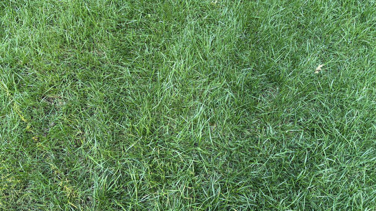 Sherry Kuehl has come to develop some theories about her neighbors based on their lawns. Do you agree?