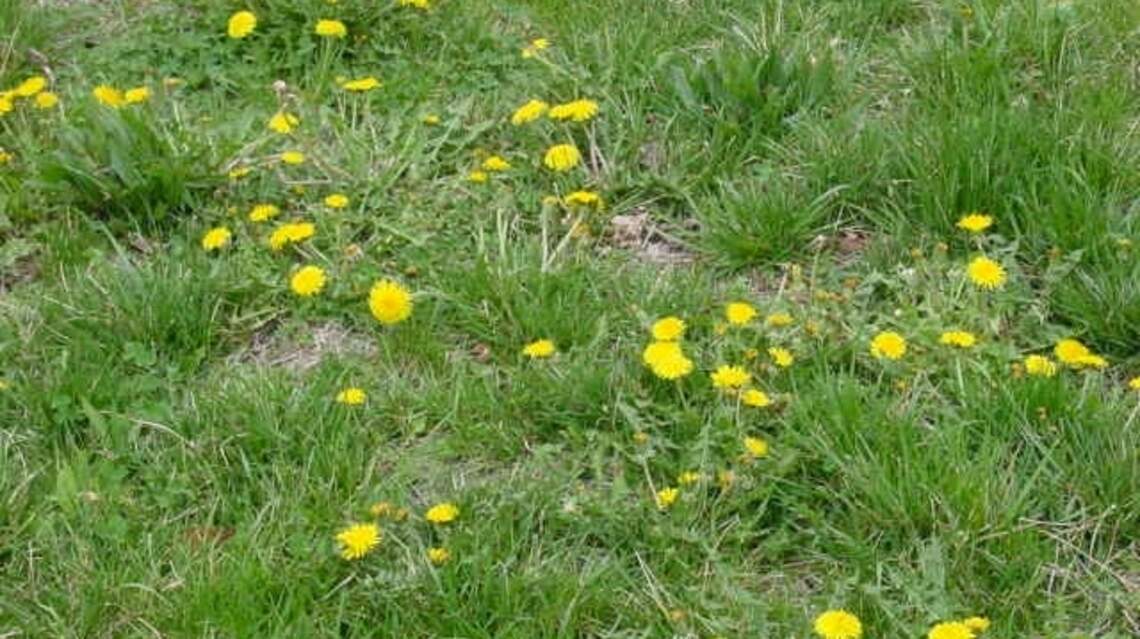 Turf wars: Here’s why pristine green grass yards may not be best for our environment