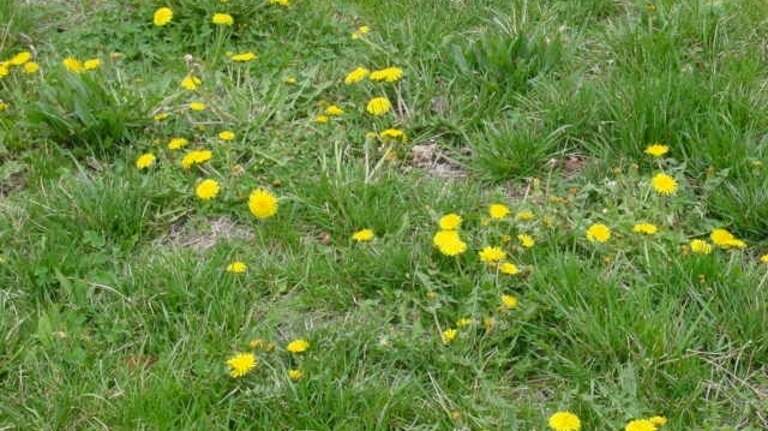 Turf wars: Here’s why pristine green grass yards may not be best for our environment