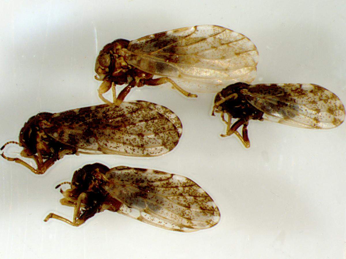 A close up image of hackberry psyllids from the University of Minnesota Extension