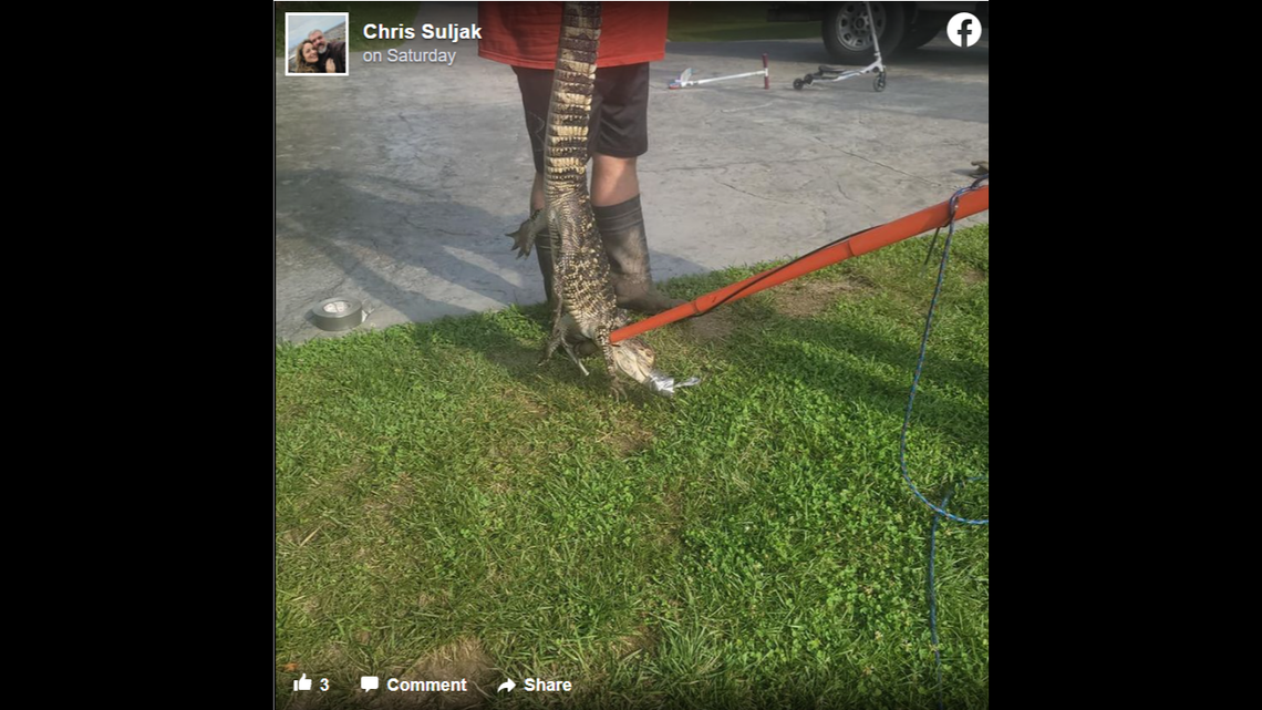 A Missouri man wrangled an alligator that made itself at home in a creek in his backyard.