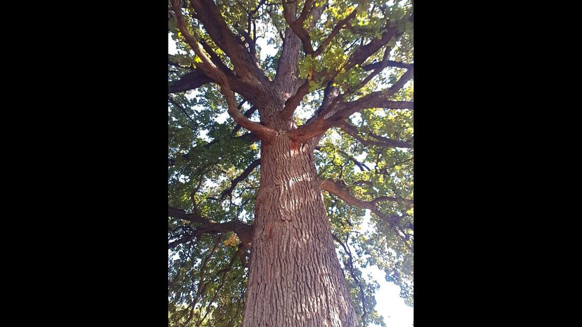 They provide shade, create wind blocks and offer a home to many, so go plant a tree