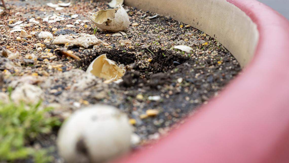 Broken Canada geese eggs could be seen in a planter at the Independence Center mall on Tuesday, April 28, after a person reportedly smashed them with a hammer.