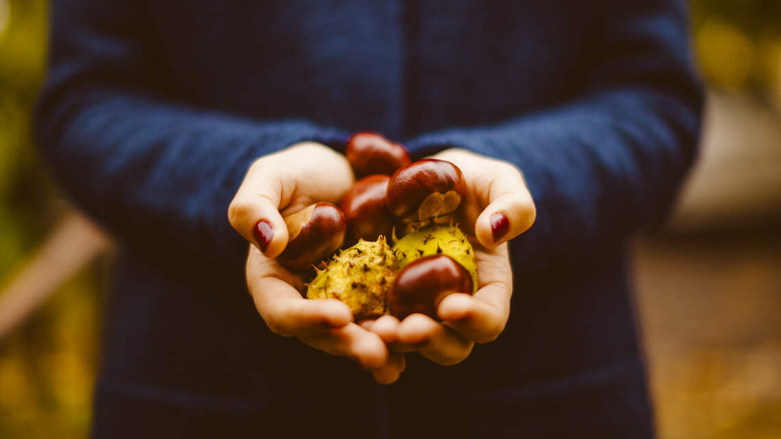 Missouri has the roots of a thriving chestnut industry. Now we need to help it grow | Opinion