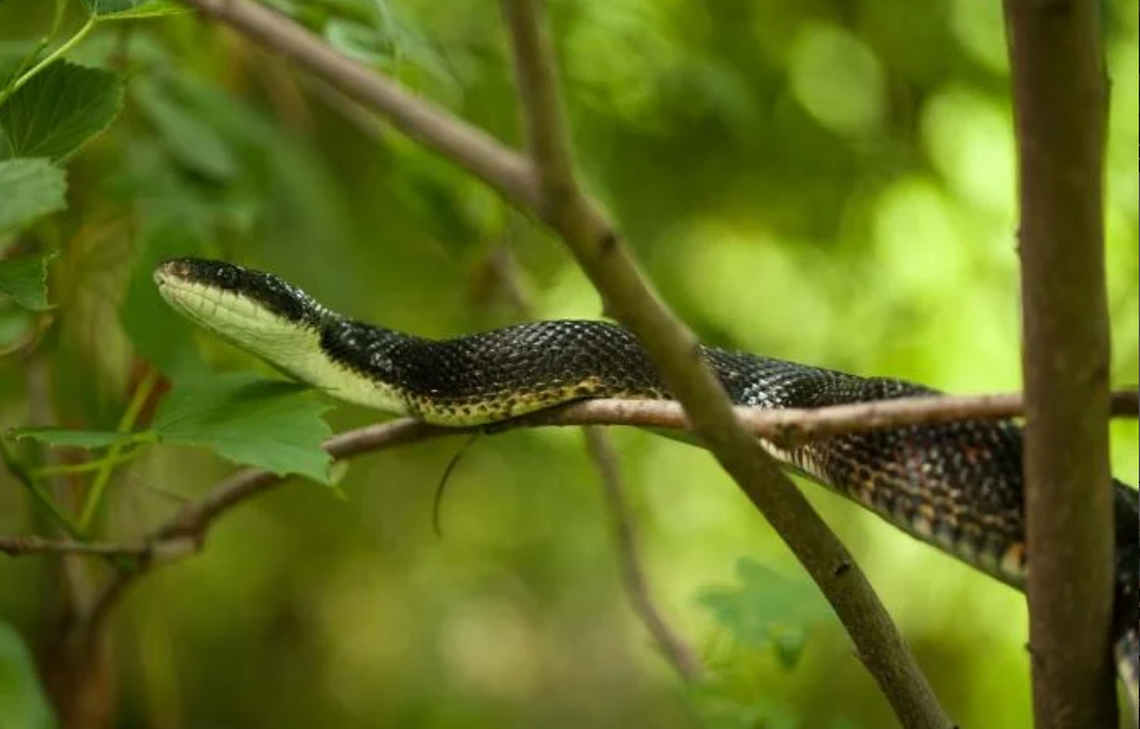 The Western Ratsnake, also called the Black Snake or the Black Ratsnake, is the most common snake found in Missouri.