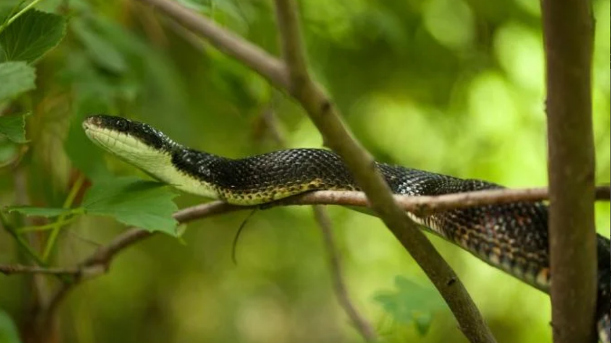 The Western Ratsnake, also called the Black Snake or the Black Ratsnake, is the most common snake found in Missouri.
