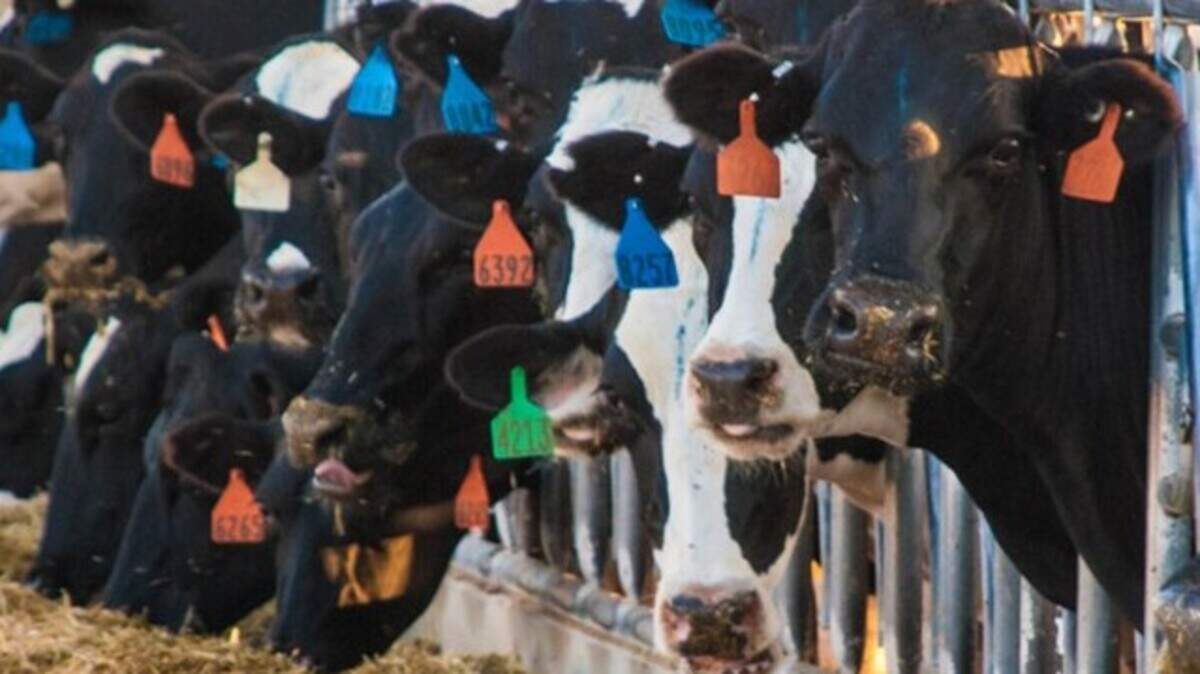 Kansas dairy cattle are seen in this photo from the state organization Dairy in Kansas.