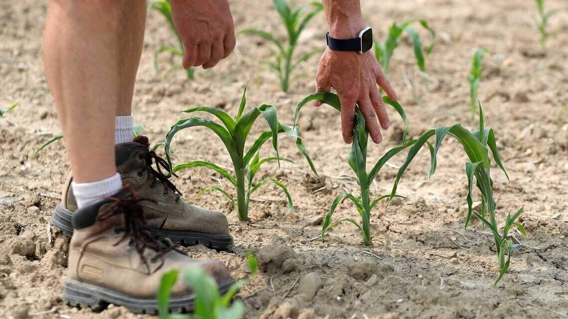 Is your garden soil struggling this August? These expert tips may help