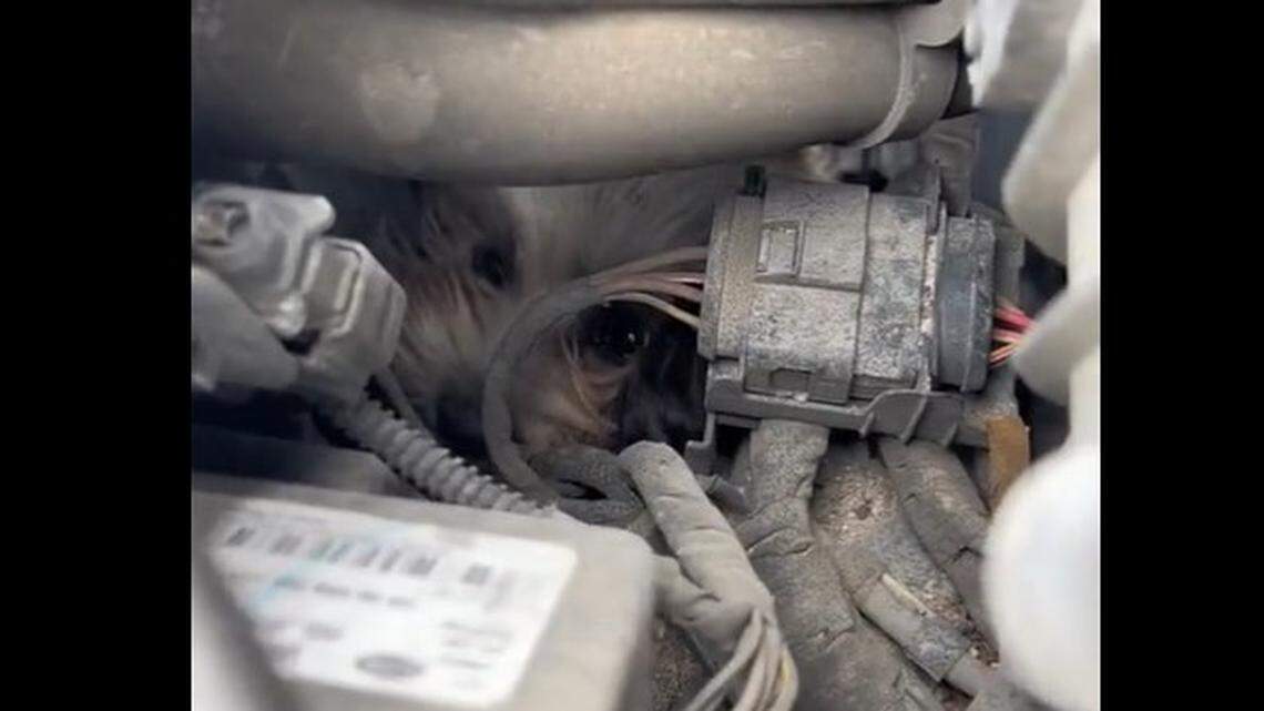 This scared dog was stuck in a car’s engine.