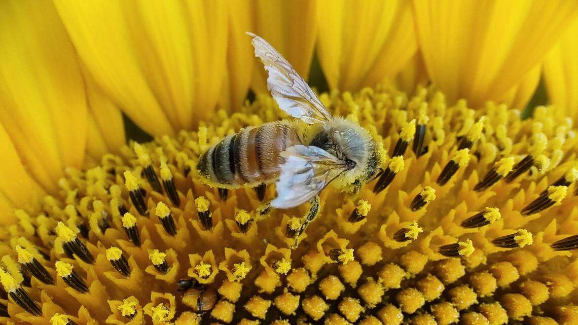 There are roughly 400 species of bees found in Kansas, and in the coming weeks, you’ll start to see them emerge for the spring and summer seasons.
