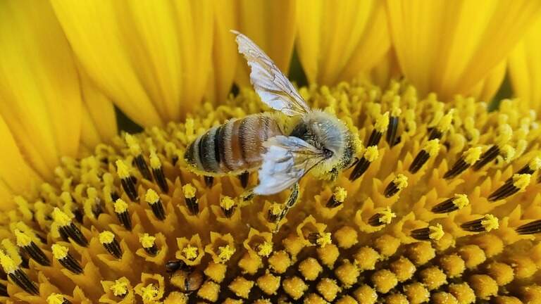 They’re busy all four seasons. Here’s how to make a garden paradise for pollinators