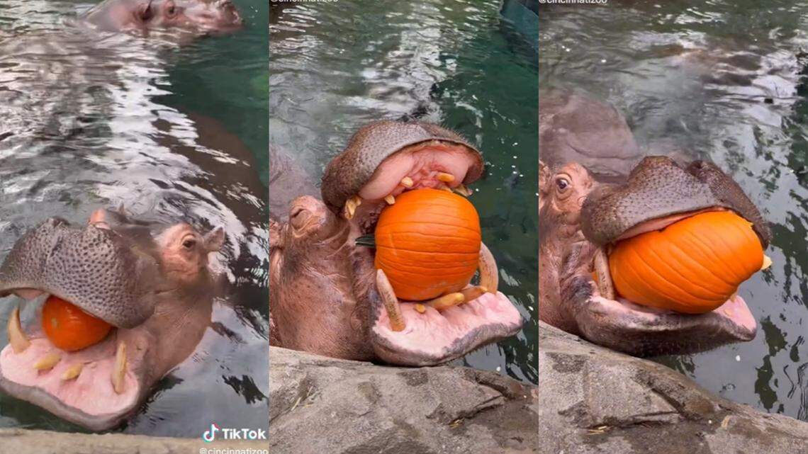 Just how easy is it for hippos to crush pumpkins? The answer may send chills down your spine.
