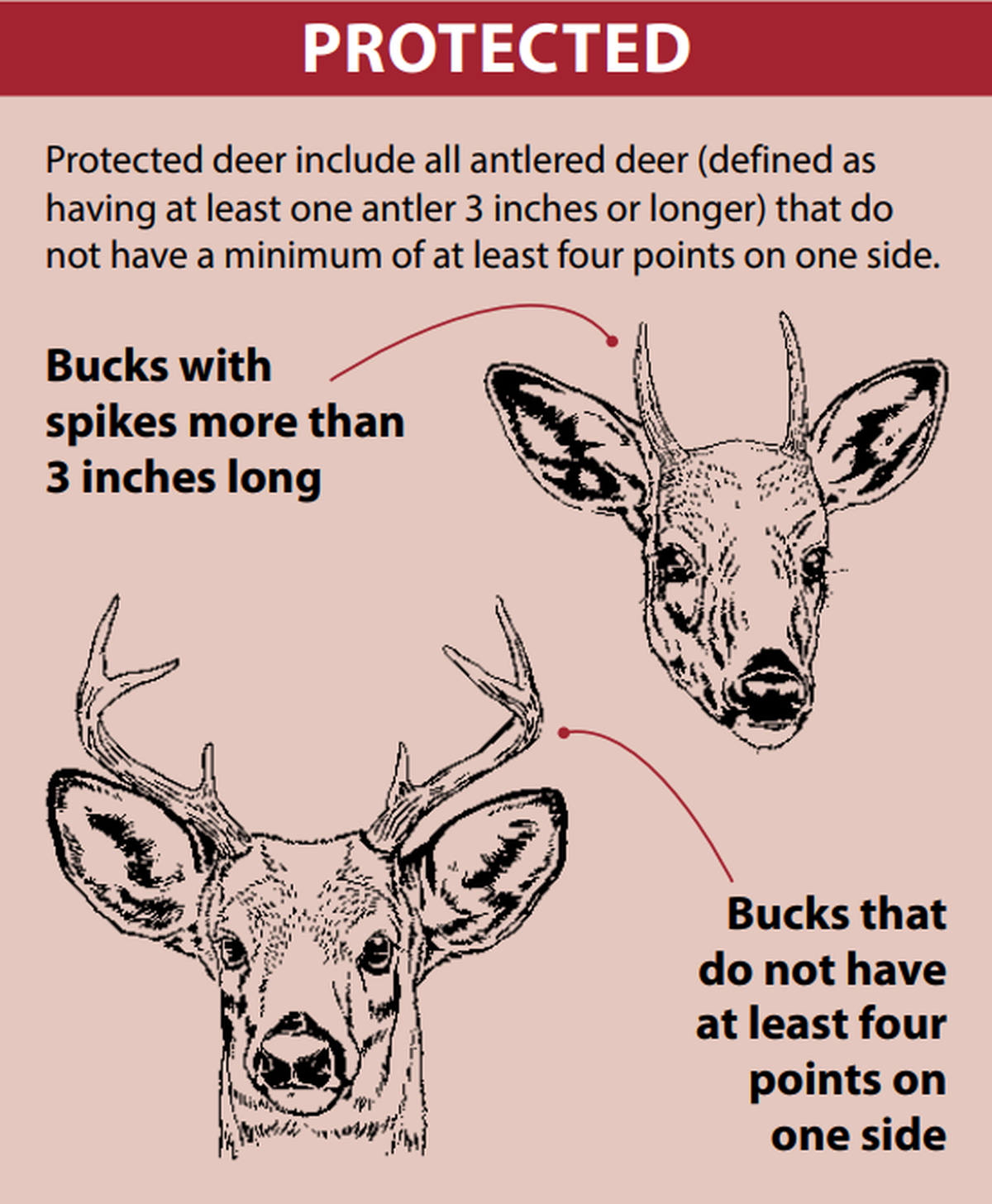 This graphic shows the young male deer that are protected during firearm hunting season under some Missouri counties’ antler-point restrictions.