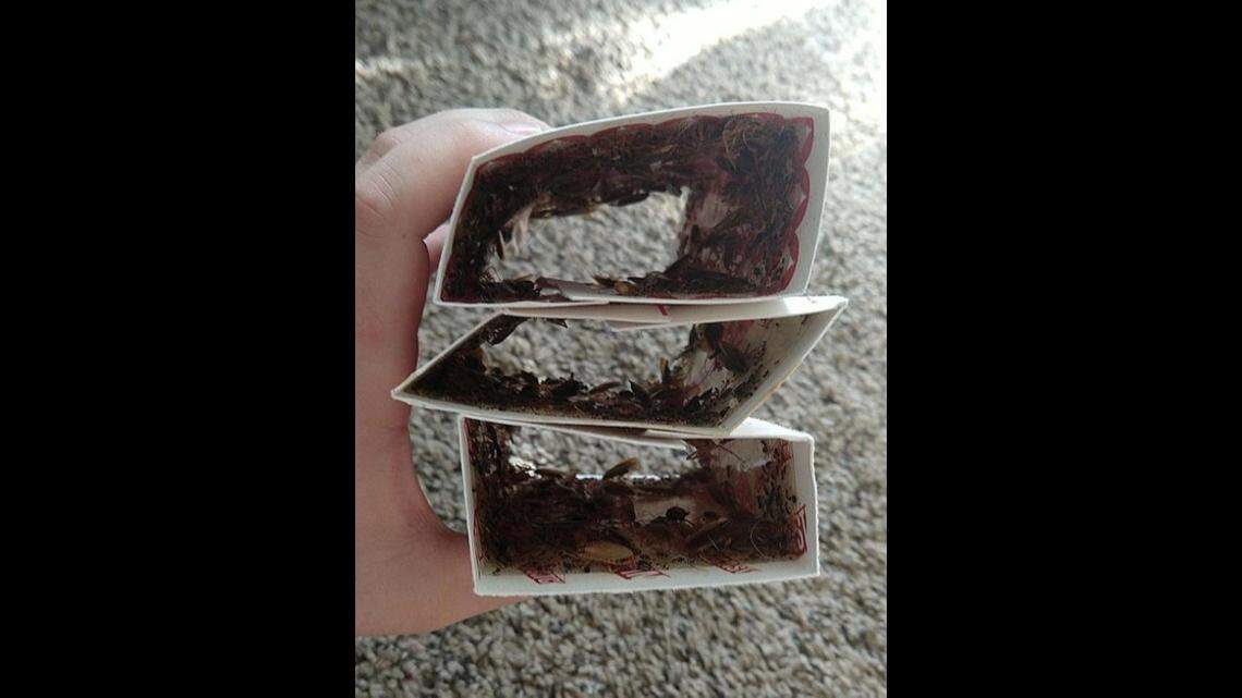 Tenants at Quality Hill Towers say a cockroach problem is out of control at the apartment complex in downtown Kansas City.