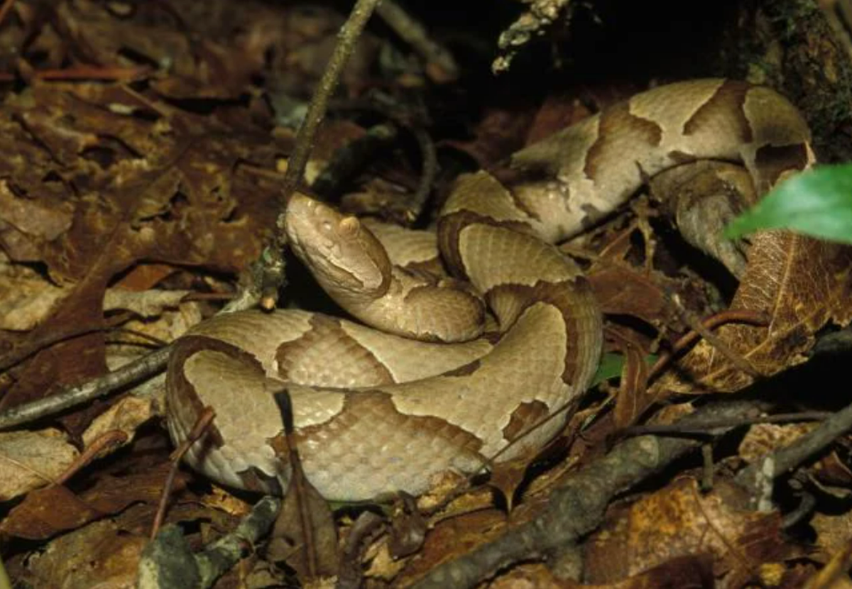 The eastern copperhead is the most common venomous snake in North Carolina. Its color varies from grayish brown to pinkish tan, with distinctive hourglass-shaped crossbands.