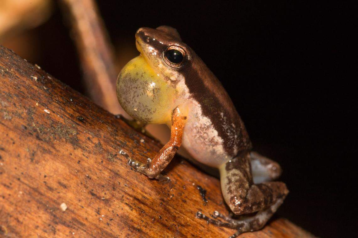 A male Allobates ripicolus calling from its perch.