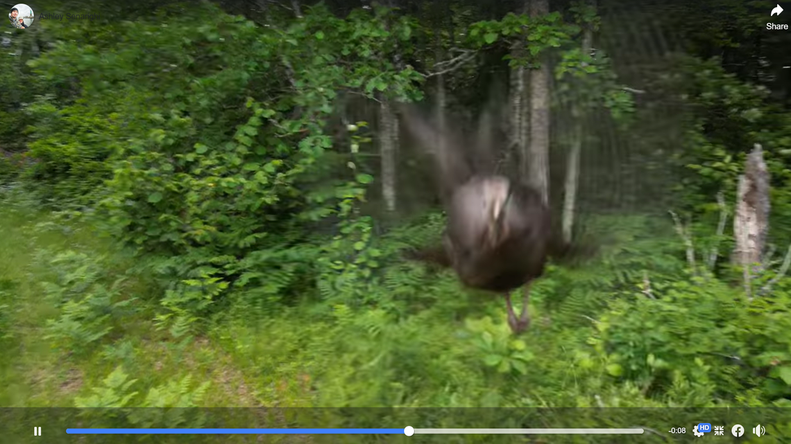 A wild turkey attacked a drone, knocking it out of the air in Minnesota, video shows.