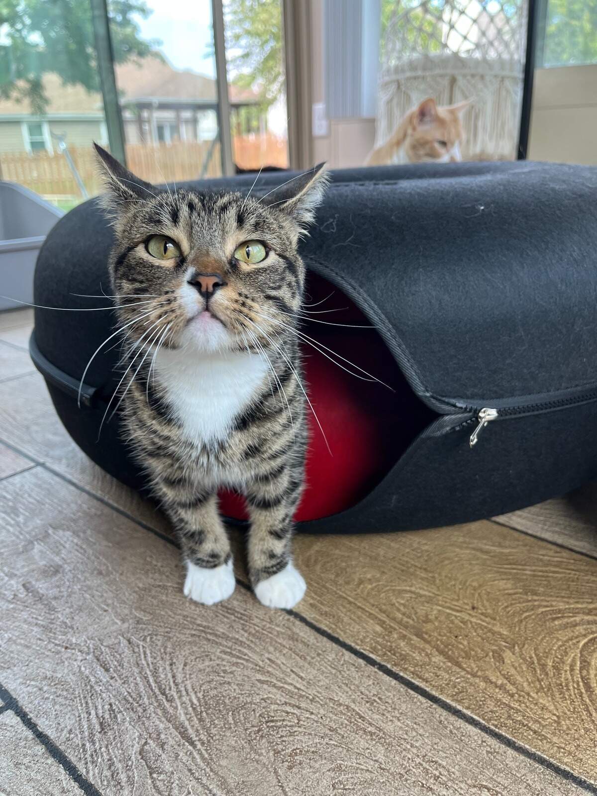 Mike TV, a 3-year-old Dwarf cat from Liberty won The Star’s 2025 cutest cat contest. Nov. 3, 2025.