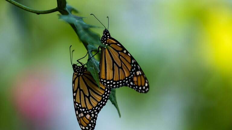 SC residents can see this butterfly year-round. Why don’t they migrate south?
