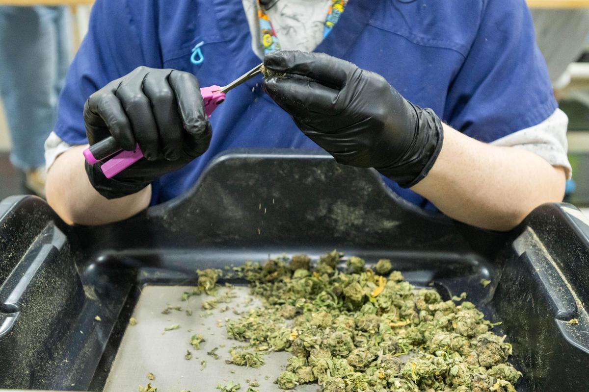 A production work trims a marijuana flower bud at the farm and production facility of Illicit Farms. Workers trim individual marijuana flower buds to get rid of unwanted leaves and stems.