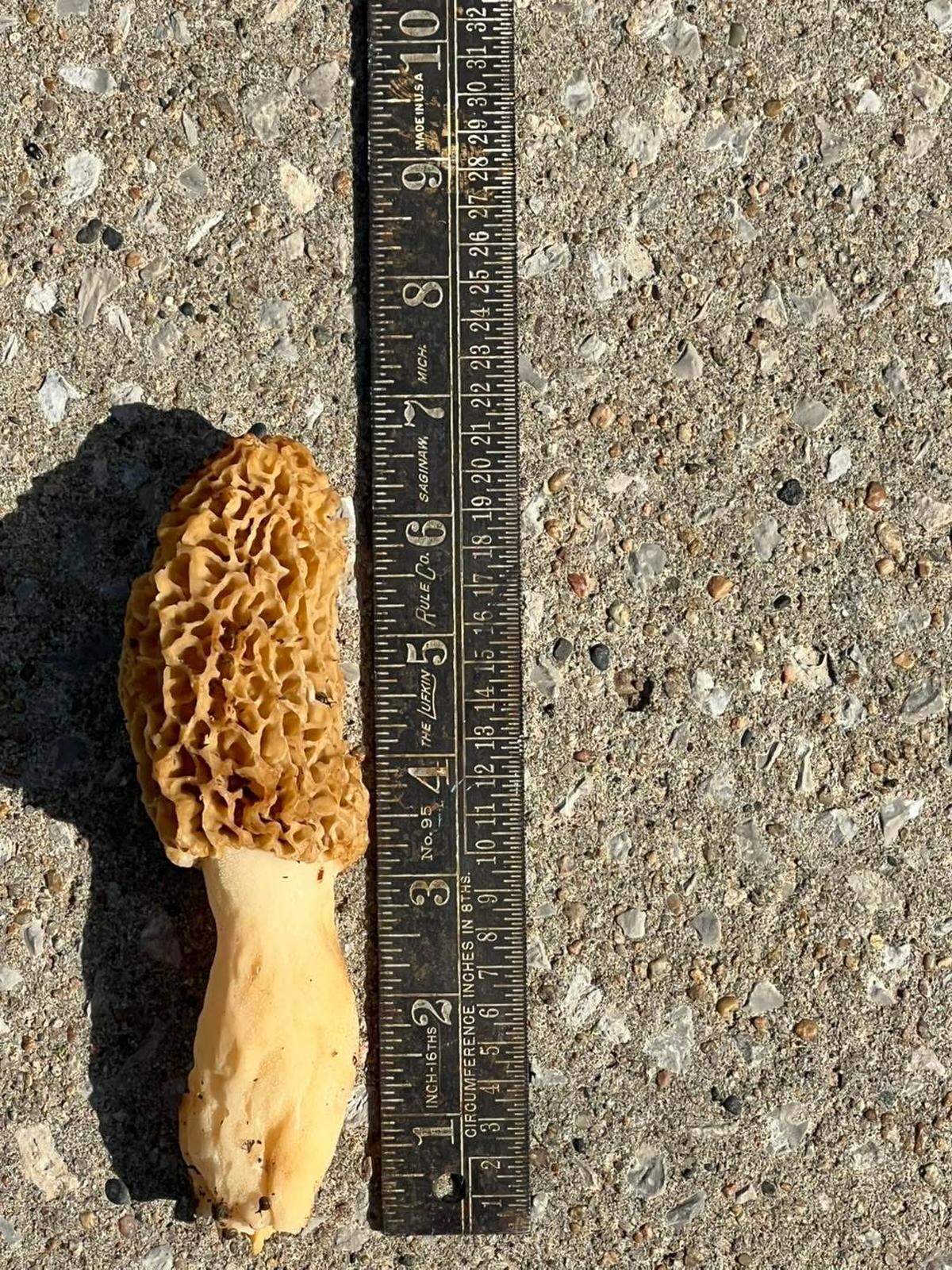 Richmond is known for being fertile mushroom hunting grounds.