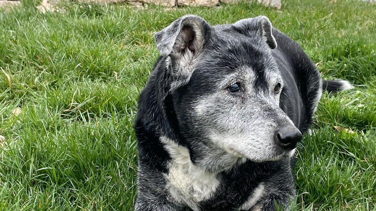 I adopted Calpurnia when she was 9 years old and she lived with me for nearly 8 years.