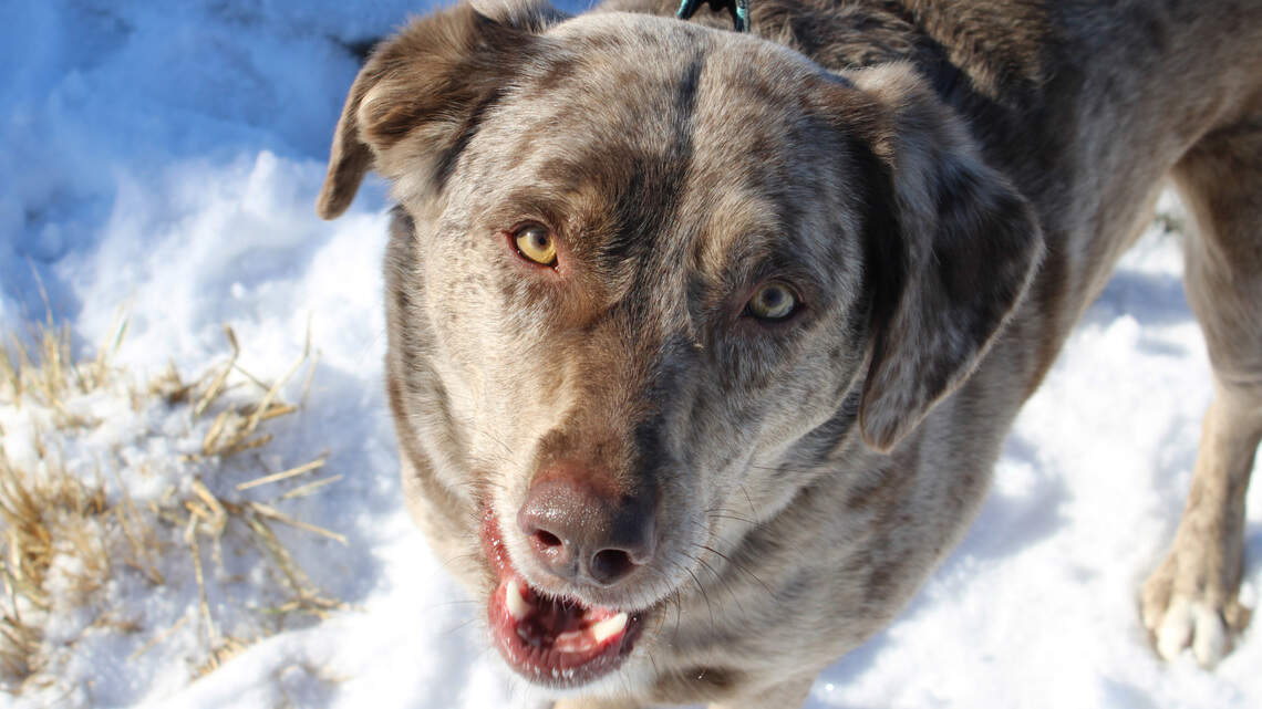 Want to get fit? Head to Wayside Waifs and prepare to get your ‘Jam’ on with this dog