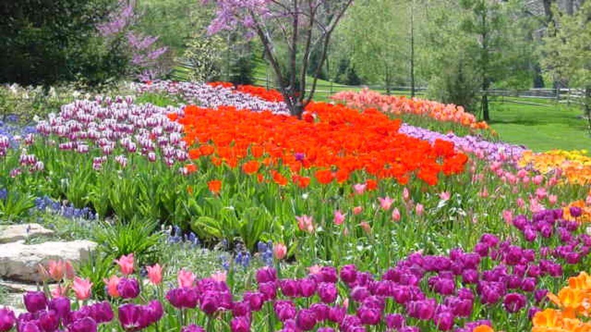 For the brilliant displays like this, you’ll want to plant your tulips and other bulbs about 2 inches deep.