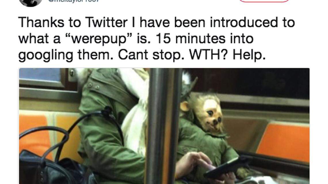 This photo on Twitter this week introduced a lot of people to the world of WerePups.