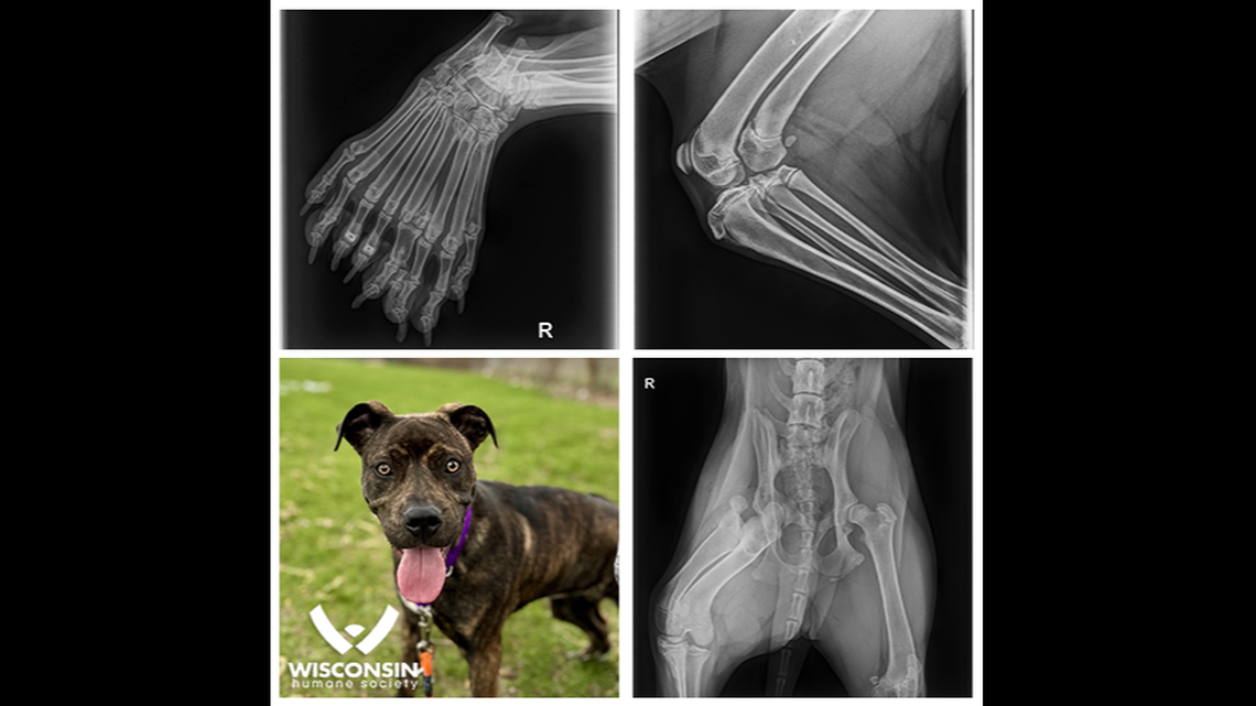 A puppy expected to be up for adoption surprised a Wisconsin animal shelter after they viewed her X-ray.