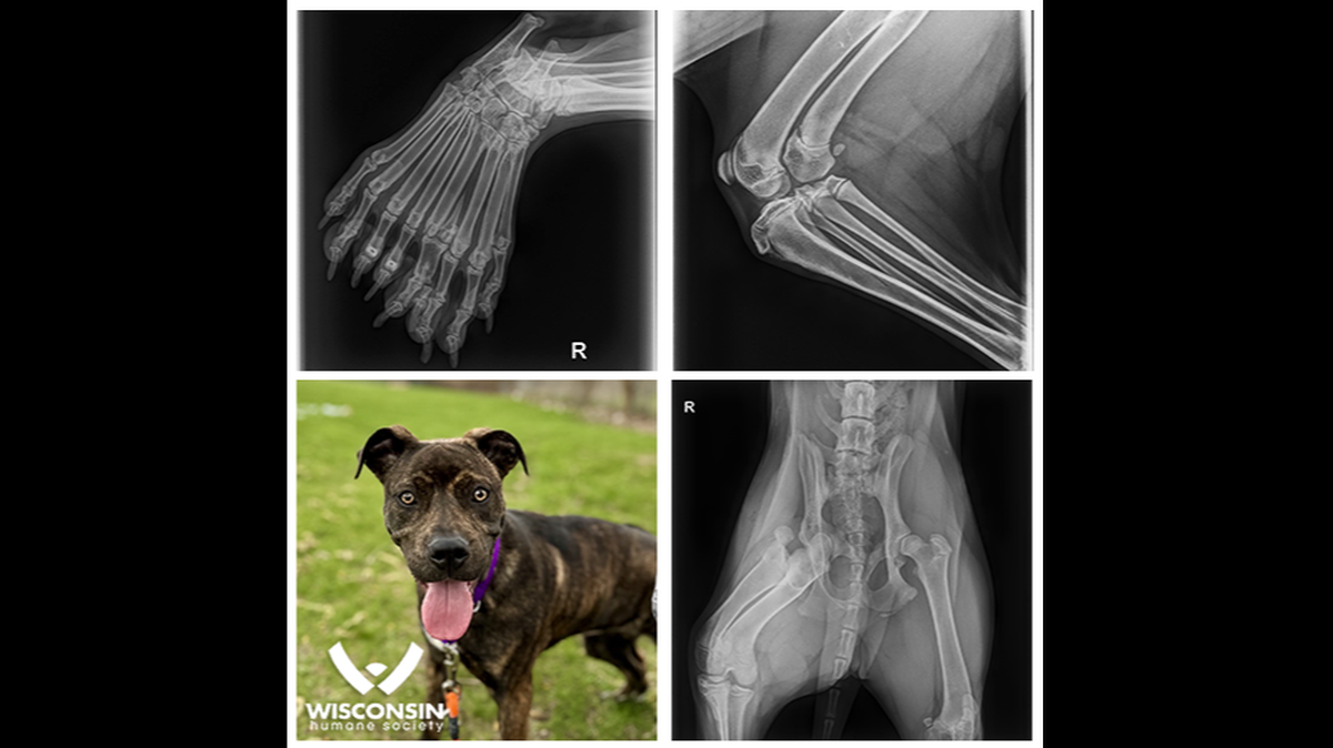 A puppy expected to be up for adoption surprised a Wisconsin animal shelter after they viewed her X-ray.
