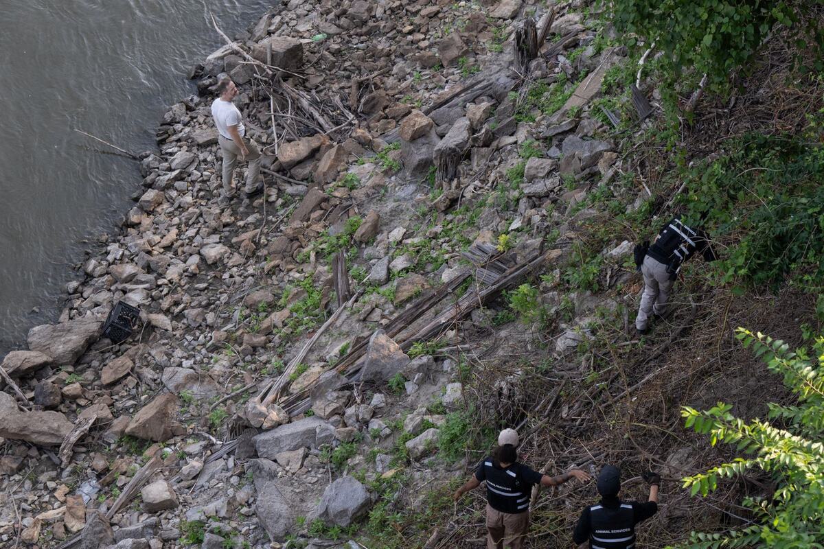 Members of KC Pet Project’s Animal Services Division were brought in Wednesday, Sept. 11, to help wrangle loose goats near the Riverfront Trail in Kansas City.