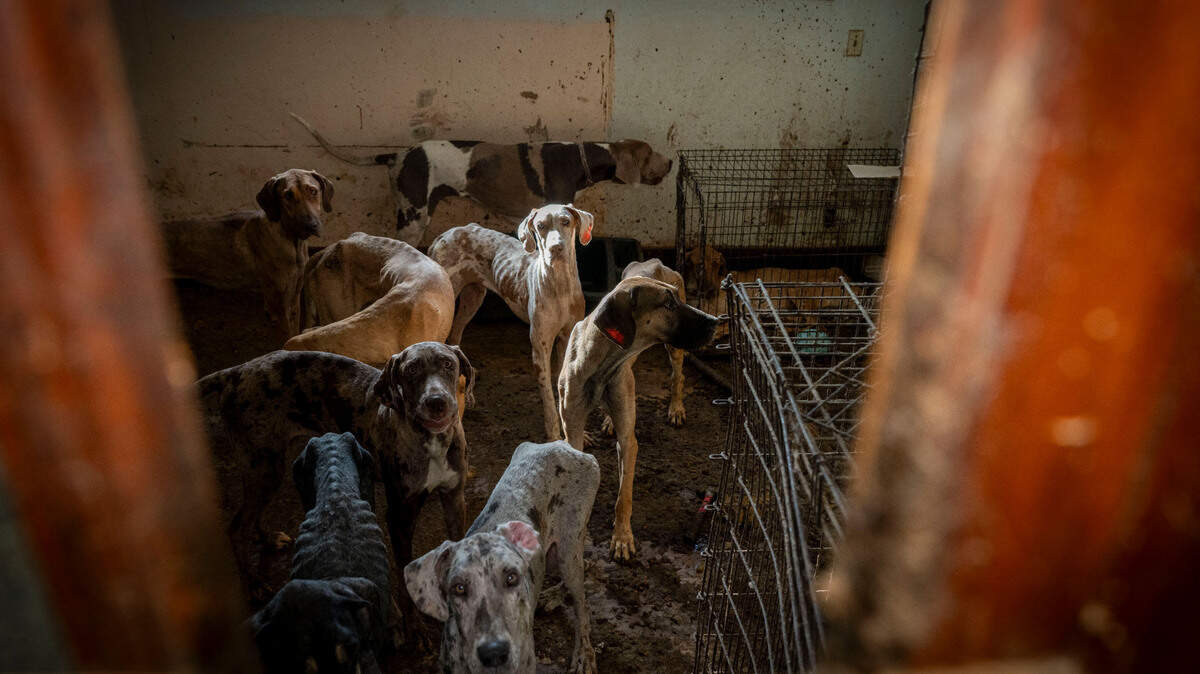 The Humane Society of the United States is assisting the Topeka Police Department with the rescue of dozens of cats and dogs from an alleged neglect situation.