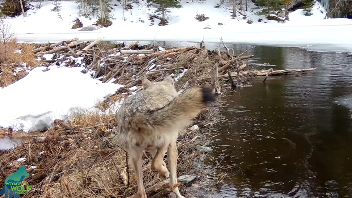 A trail camera caught rare video of a wolf hunting a beaver, Minnesota researchers say.