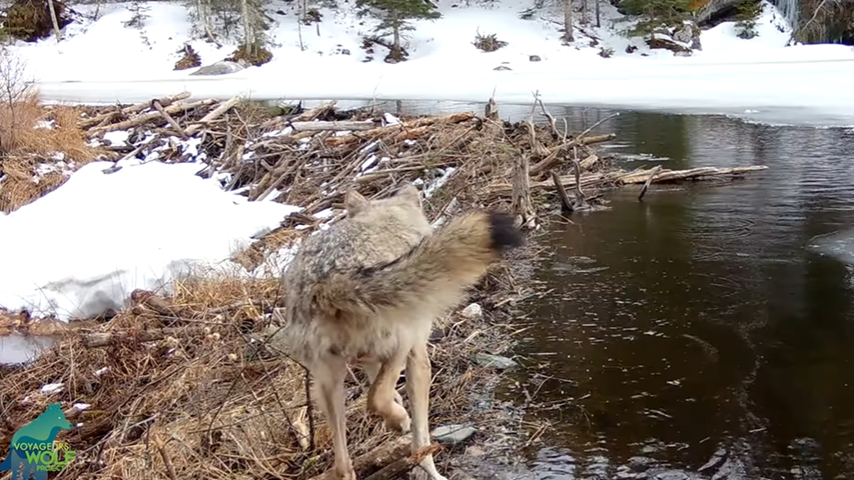 A trail camera caught rare video of a wolf hunting a beaver, Minnesota researchers say.