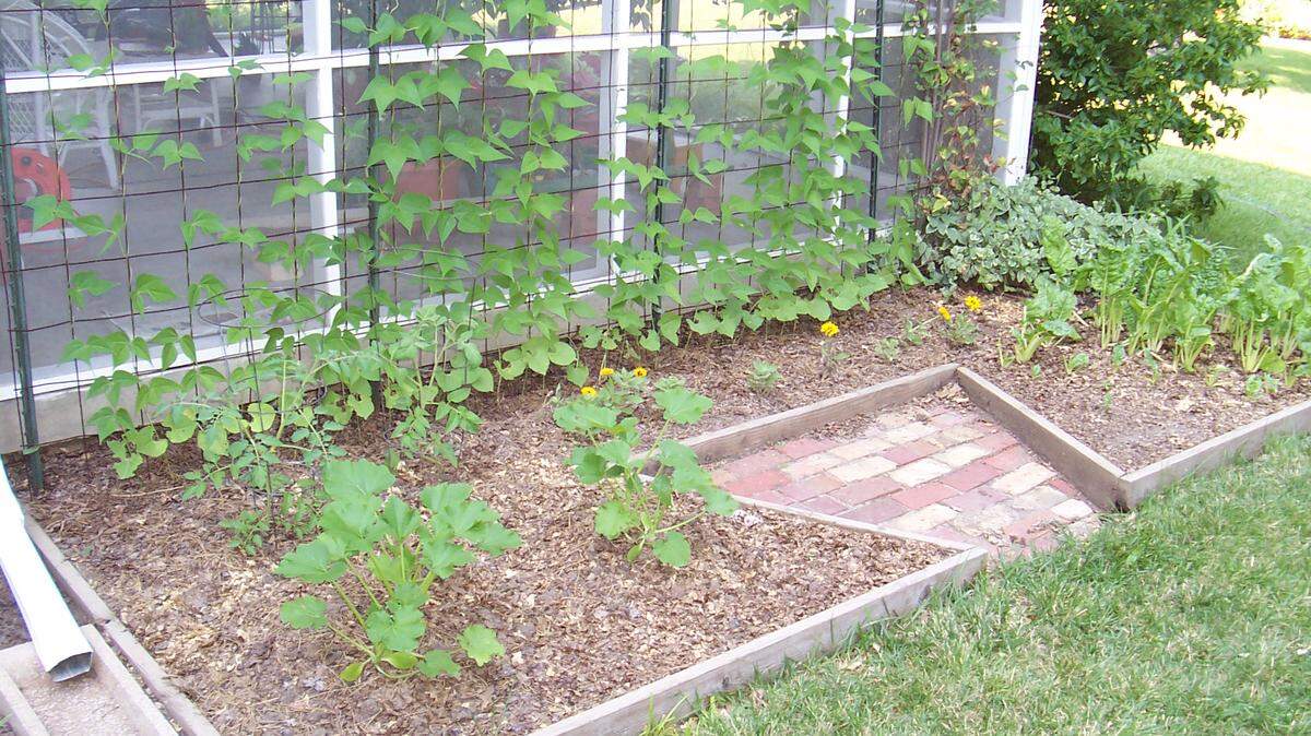 Vegetables wind their way well into many landscapes.