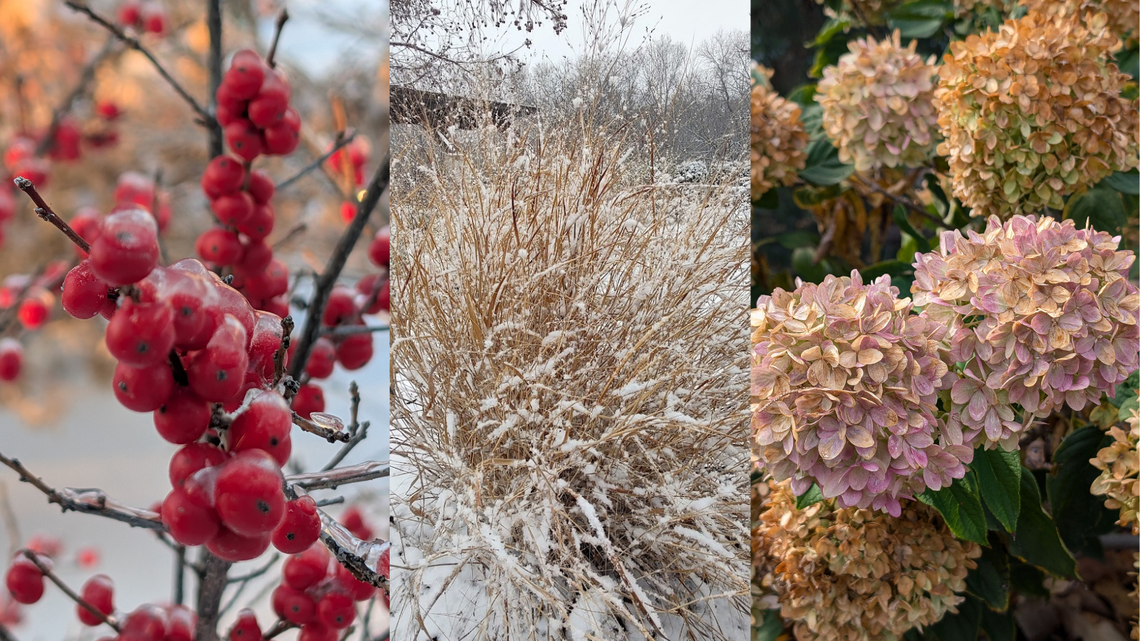 Winter doesn’t have to be barren: 6 plants to uplift your KC-area lawn