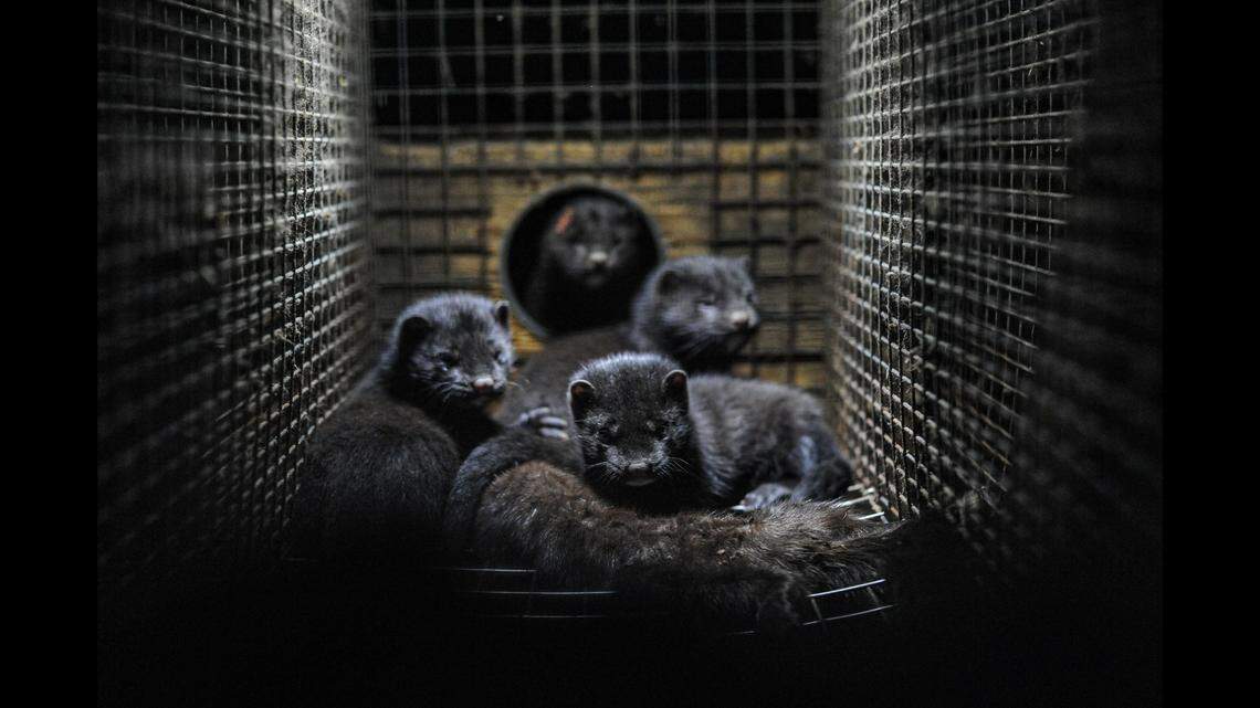 As many as 40,000 mink are on the loose after one or more suspects broke into an Ohio facility (not pictured above) and freed them, according to officials.