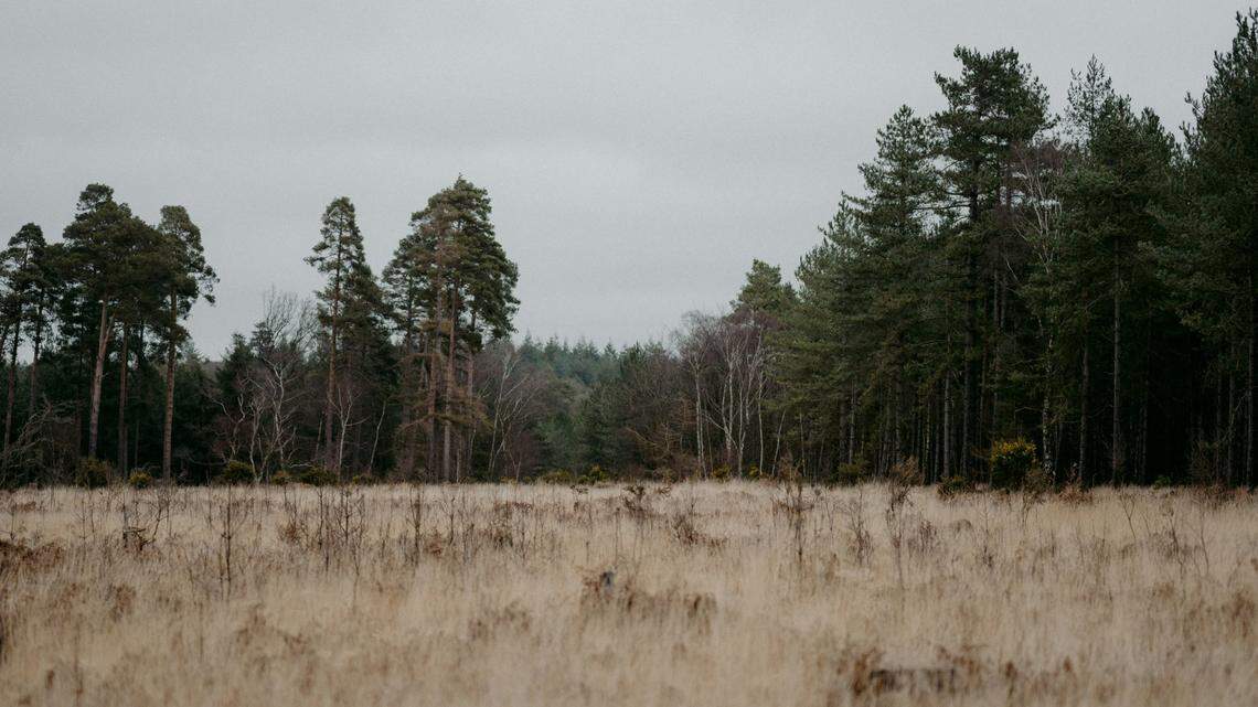 A man illegally shot and killed a black bear on a Missouri property, prosecutors said.