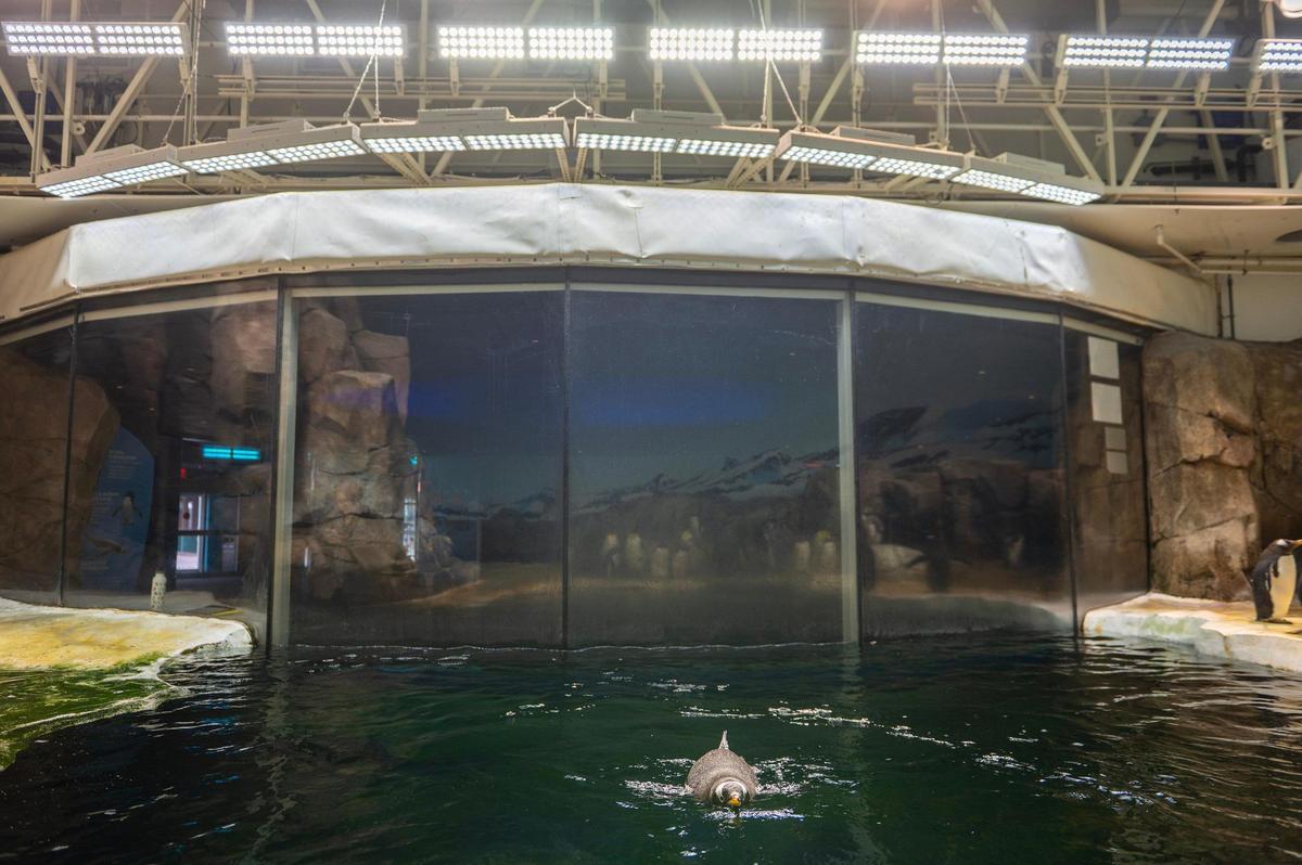 Bright overhead lights are seen inside a penguin enclosure at the Helzberg Penguin Plaza on Wednesday, Feb. 8, 2023, at the Kansas City Zoo. The lights are used to mimic the sun during the seasons.