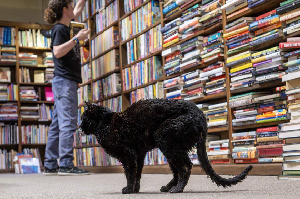 Dinah, a shop cat, strolls past shelves at The Dusty Bookshelf on Wednesday, Nov. 5, 2025, in Lawrence.
