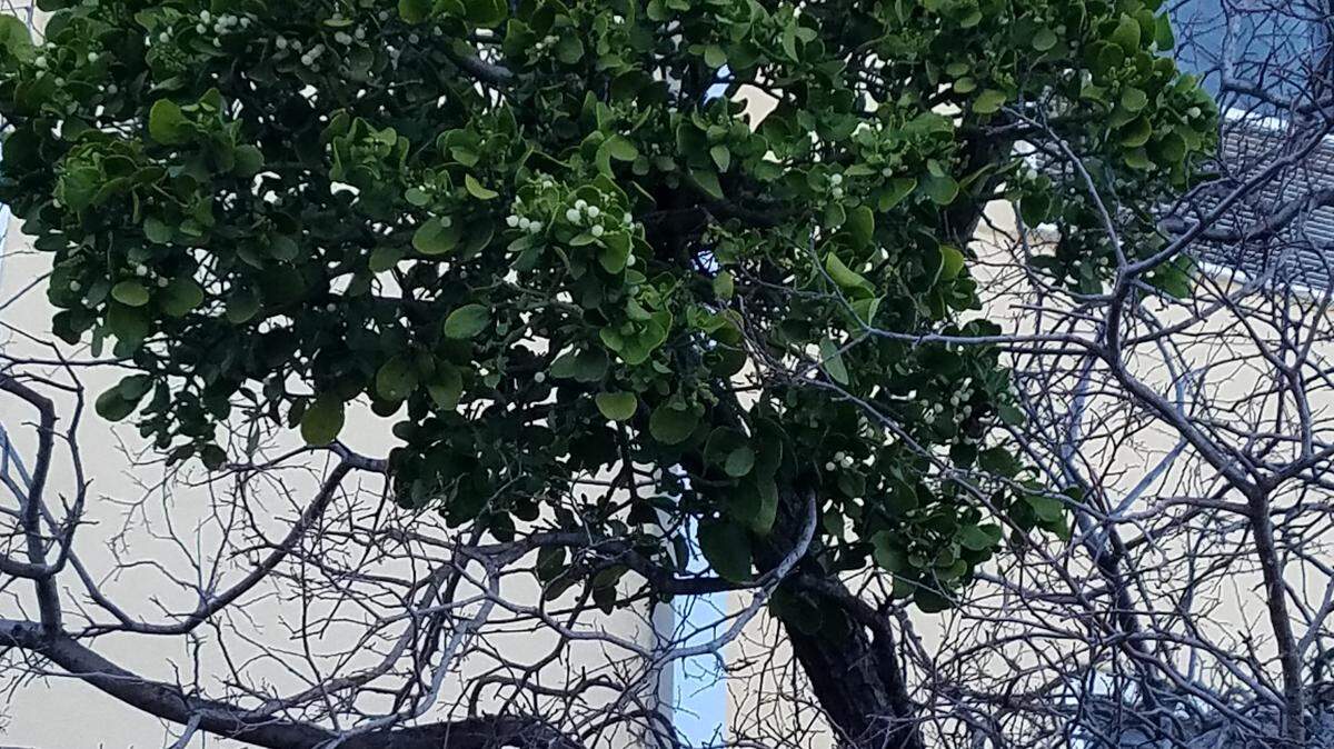 Notice the branches of the tree around the ball of mistletoe? It’s known as a parasite for a good reason. It sends out root-like structures into the branches of host trees, stealing water and nutrients for survival.