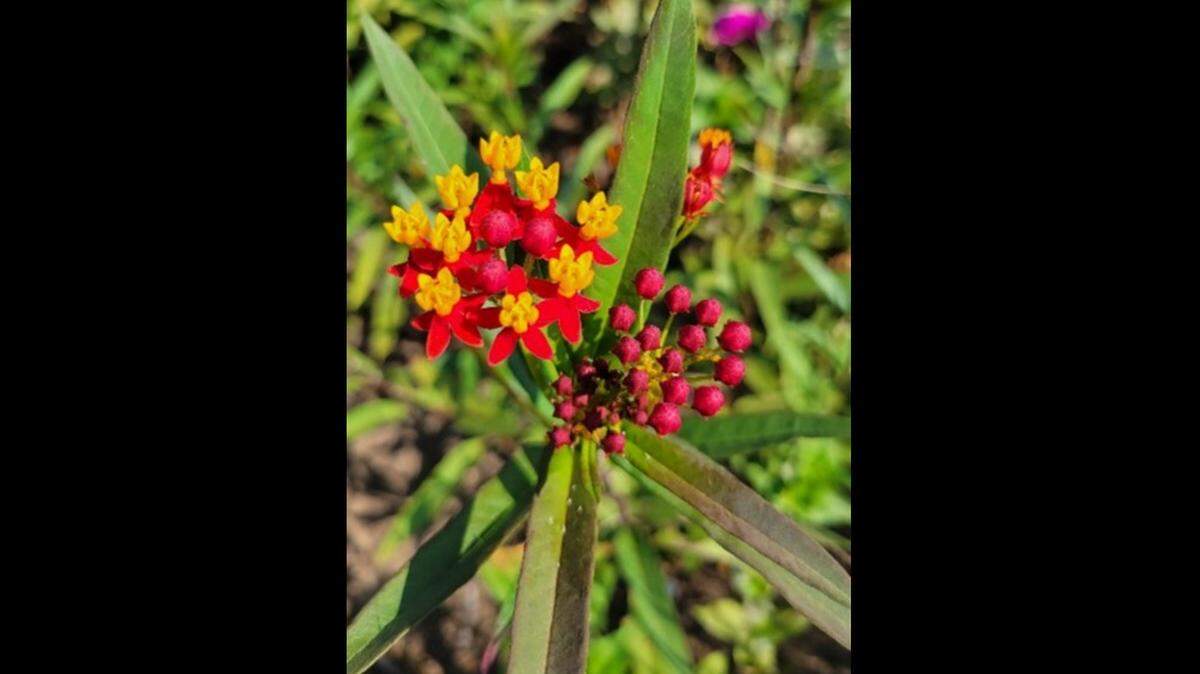 Tropical milkweed is popular for its brilliant flowers and its lure to monarch butterflies. In some states, however, its long growing cycle can lead to problems.