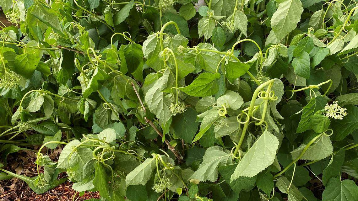 Think before you spray: How to apply herbicides responsibly in Kansas City