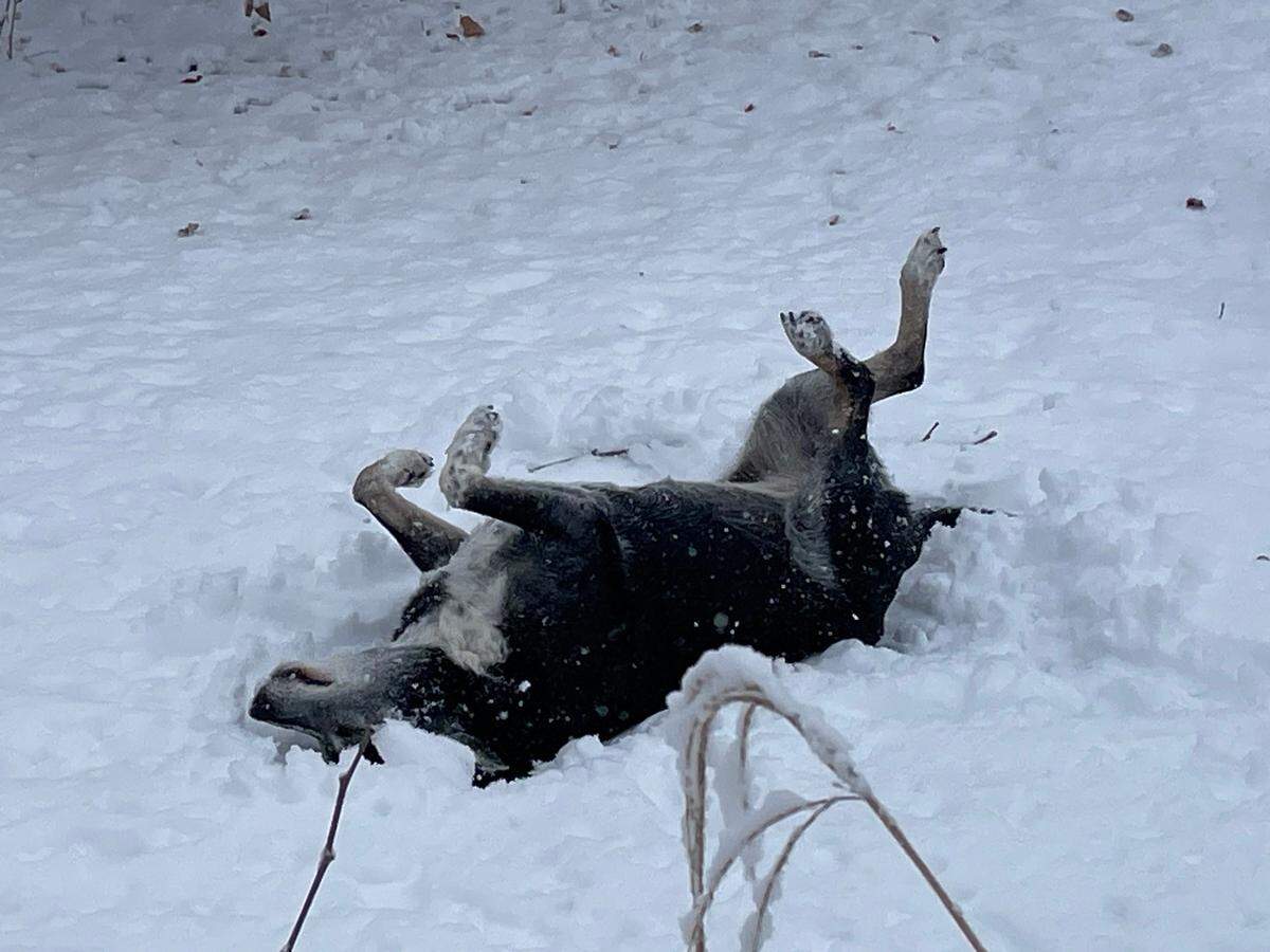 Calpurnia the dog rolls in the snow, getting in some snow day fun, on Tuesday, Jan. 9, 2024, in Shawnee, as the first winter storm of the year moved through the Kansas City metro area.
