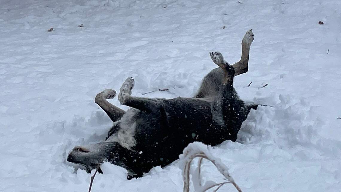 Worried about your pets in the snow? Here are some tips for keeping them safe this winter